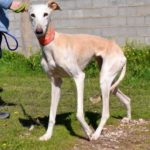 Photo de LUCERA, un lévrier à adopté