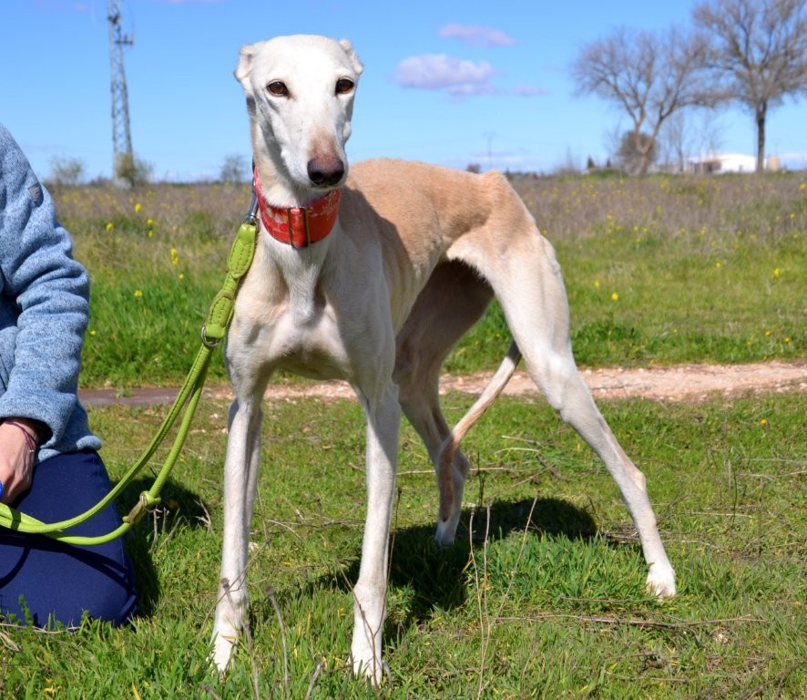 Photo de LUCERA, un lévrier en attente d adoption