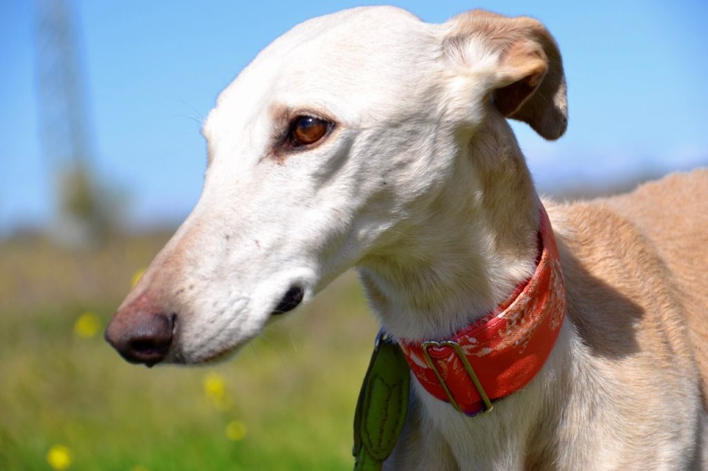 Photo de LUCERA, un lévrier en attente d adoption