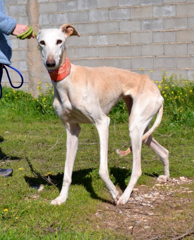 Photo de LUCERA, un lévrier en attente d adoption