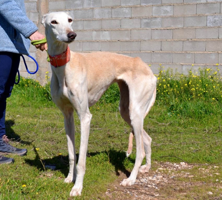 Photo de LUCERA, un lévrier en attente d adoption