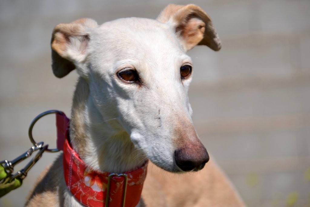 Photo de LUCERA, un lévrier en attente d adoption