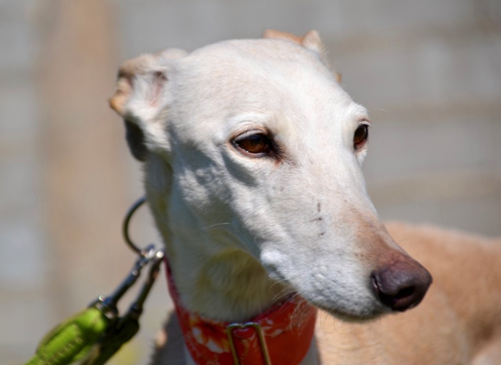 Photo de LUCERA, un lévrier en attente d adoption