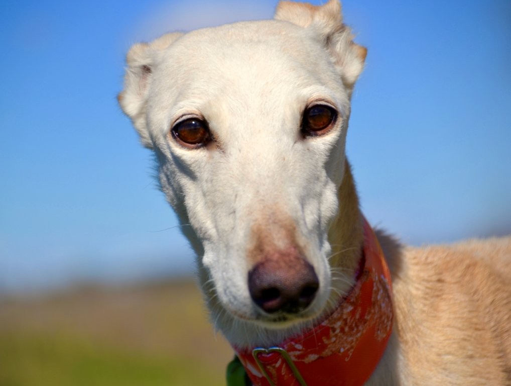 Photo de LUCERA, un lévrier en attente d adoption