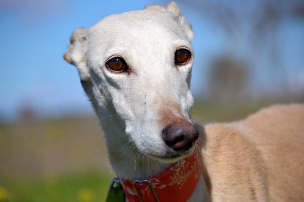 Photo de LUCERA, un lévrier en attente d adoption