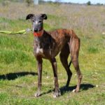 Photo de PICARA, un lévrier à adopté