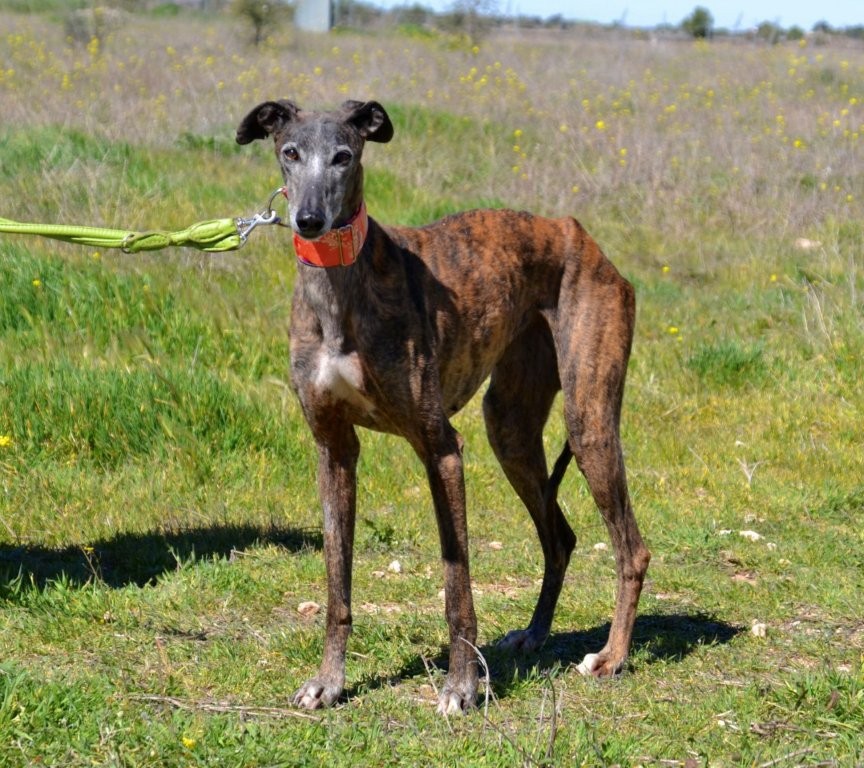 Photo de PICARA, un lévrier en attente d adoption