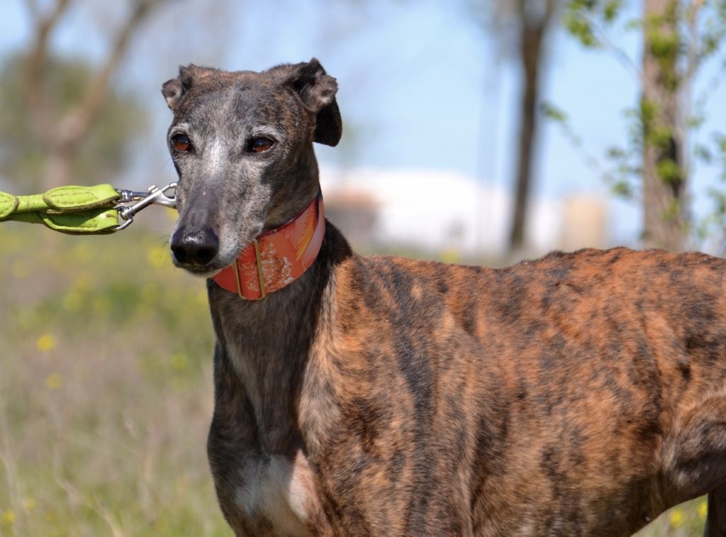 Photo de PICARA, un lévrier en attente d adoption