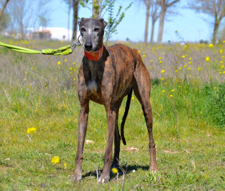 Photo de PICARA, un lévrier en attente d adoption