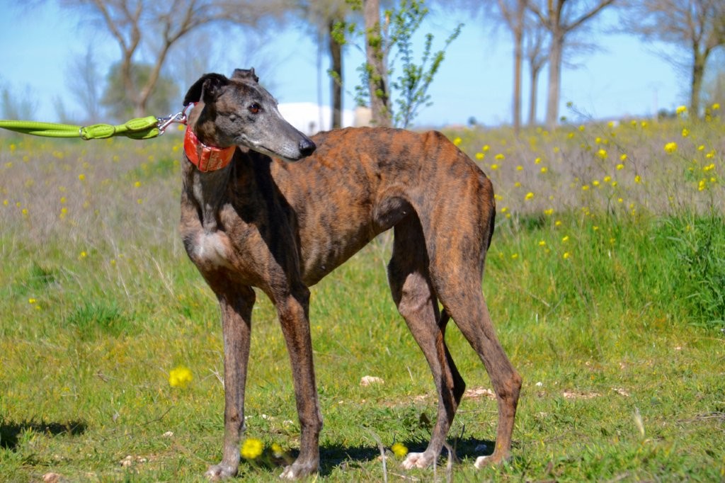 Photo de PICARA, un lévrier en attente d adoption