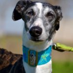 Photo de SEVILLANA, un lévrier à adopté