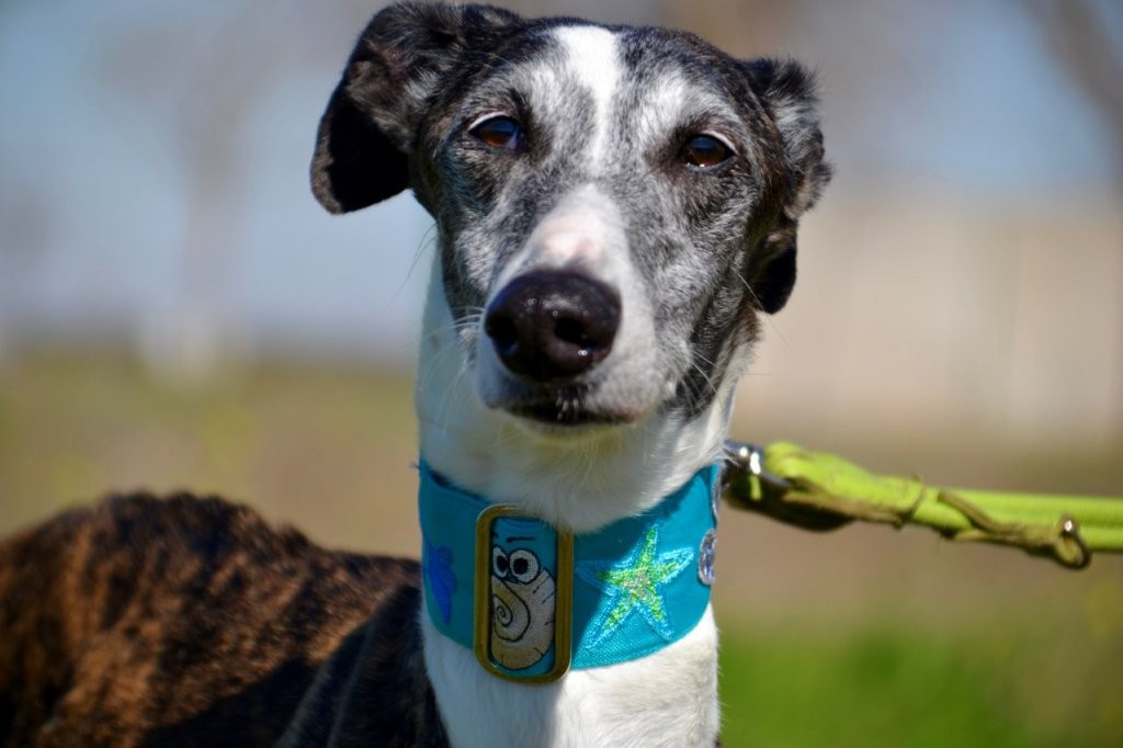 Photo de SEVILLANA, un lévrier en attente d adoption