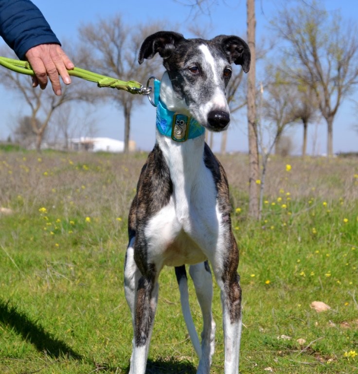 Photo de SEVILLANA, un lévrier en attente d adoption