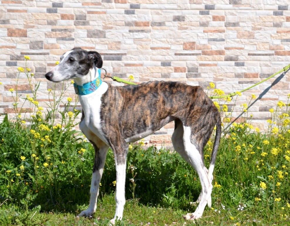 Photo de SEVILLANA, un lévrier en attente d adoption