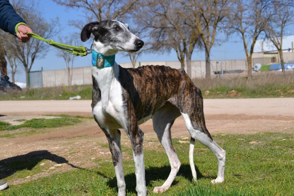 Photo de SEVILLANA, un lévrier en attente d adoption