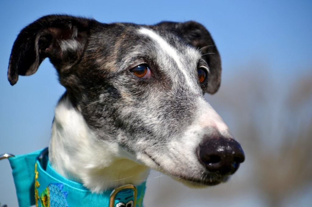 Photo de SEVILLANA, un lévrier en attente d adoption