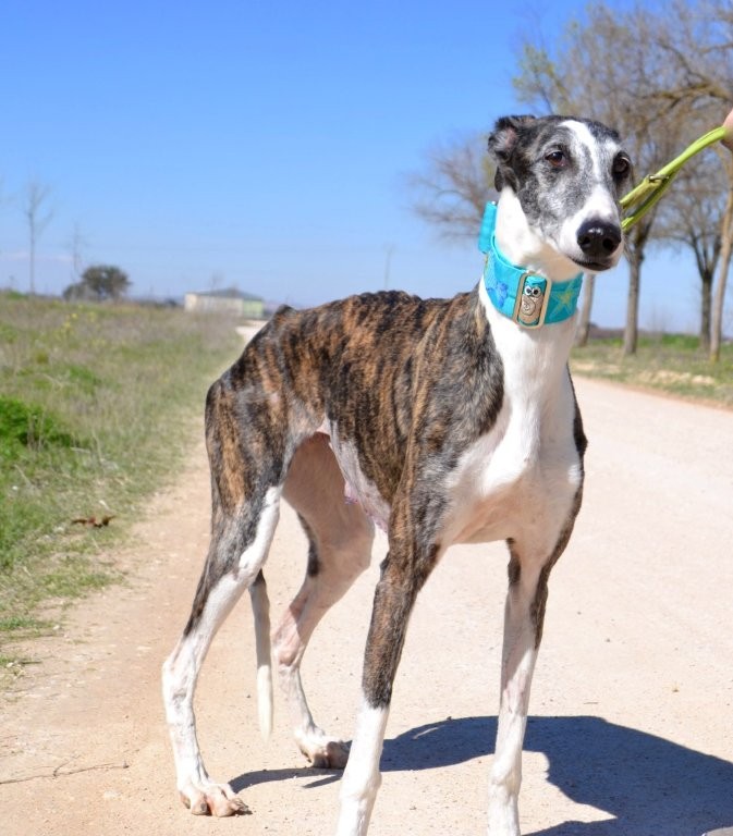 Photo de SEVILLANA, un lévrier en attente d adoption
