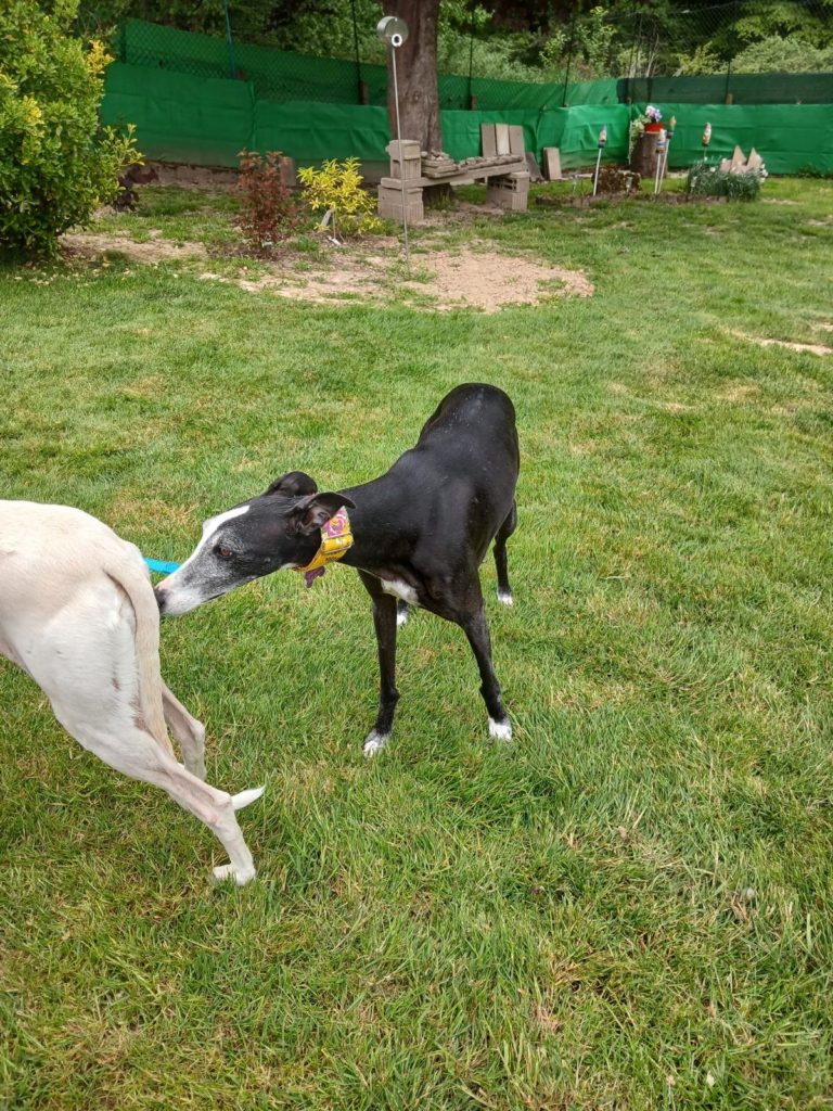 Photo de LILI, un lévrier en attente d adoption