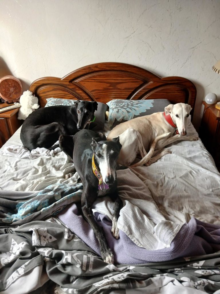 Photo de LILI, un lévrier en attente d adoption