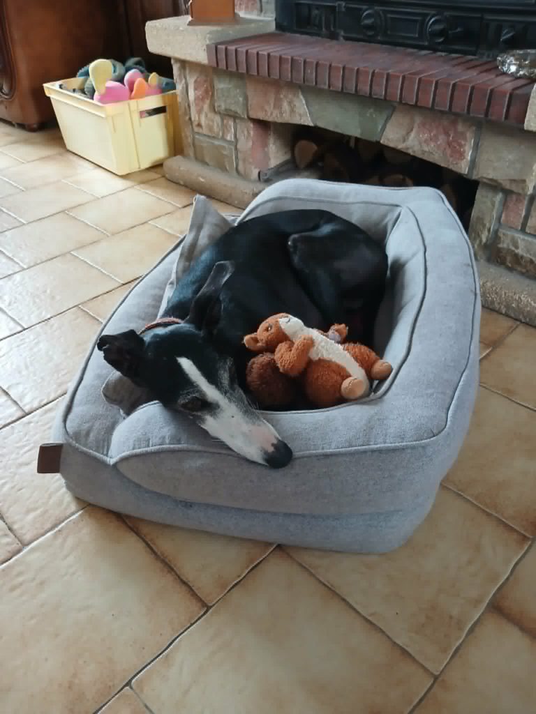 Photo de LILI, un lévrier en attente d adoption