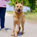 Photo de LOBO, un lévrier à adopté