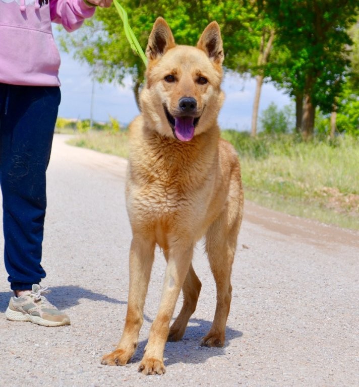 Photo de LOBO, un lévrier en attente d adoption