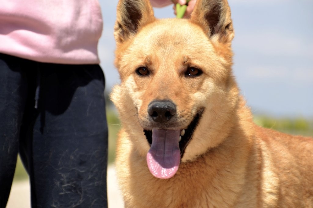 Photo de LOBO, un lévrier en attente d adoption