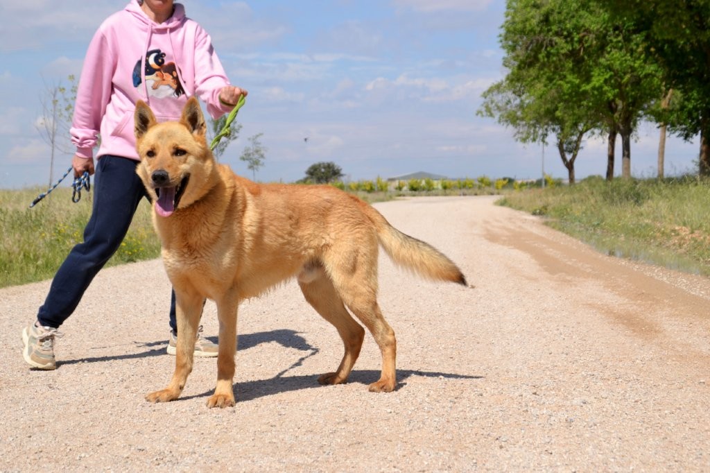 Photo de LOBO, un lévrier en attente d adoption