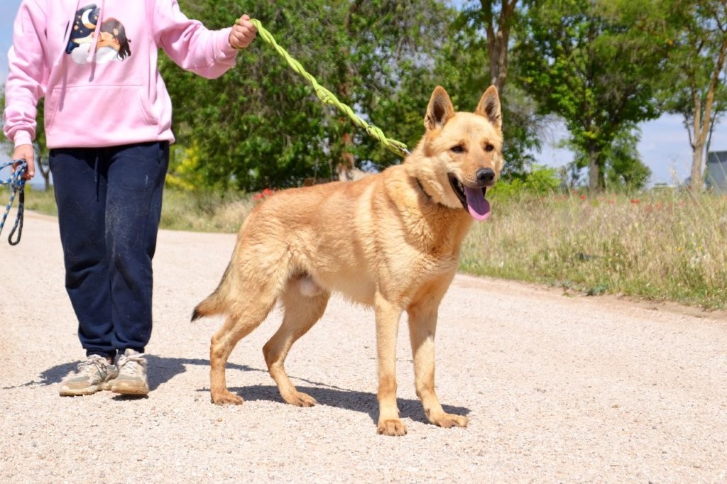Photo de LOBO, un lévrier en attente d adoption