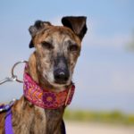 Photo de MIRTA, un lévrier à adopté
