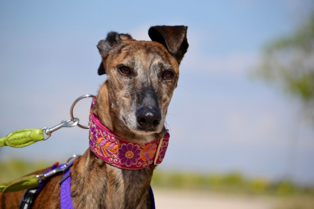 Photo de MIRTA, un lévrier en attente d adoption