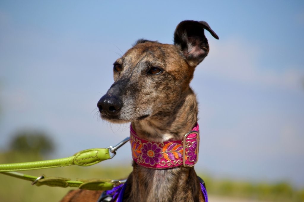 Photo de MIRTA, un lévrier en attente d adoption