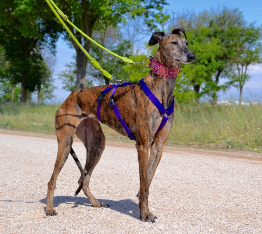 Photo de MIRTA, un lévrier en attente d adoption