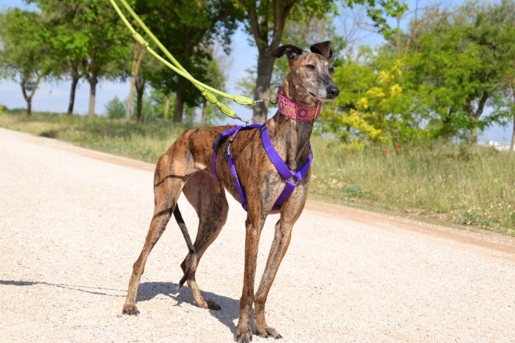 Photo de MIRTA, un lévrier en attente d adoption