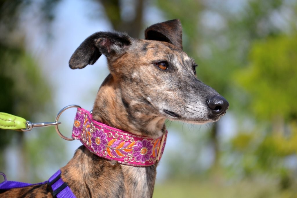 Photo de MIRTA, un lévrier en attente d adoption