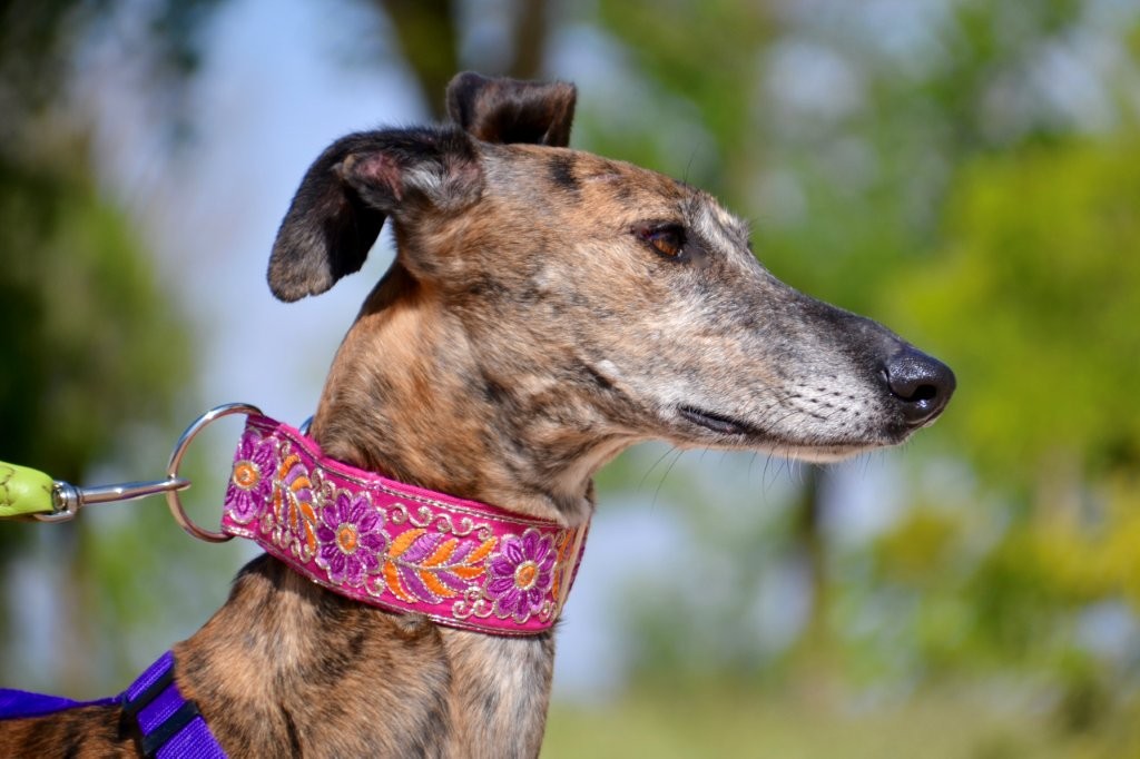 Photo de MIRTA, un lévrier en attente d adoption