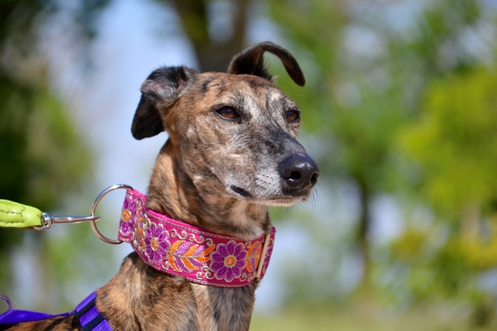 Photo de MIRTA, un lévrier en attente d adoption