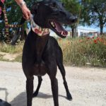 Photo de NARCO, un lévrier à adopté