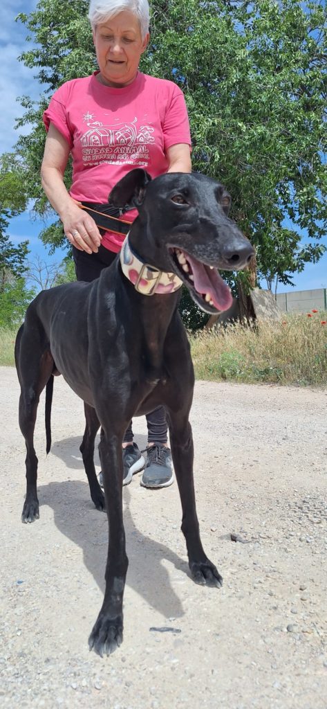 Photo de NARCO, un lévrier en attente d adoption