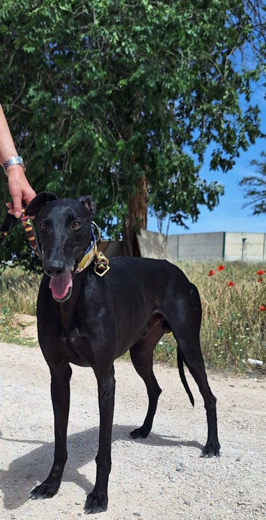 Photo de NARCO, un lévrier en attente d adoption