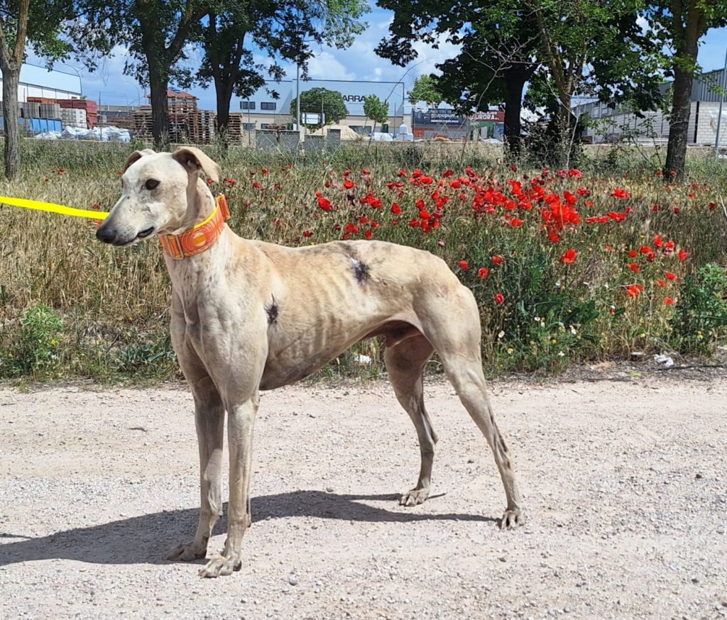 Photo de PAVAROTTI, un lévrier en attente d adoption