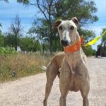 Photo de PAVAROTTI, un lévrier à adopté