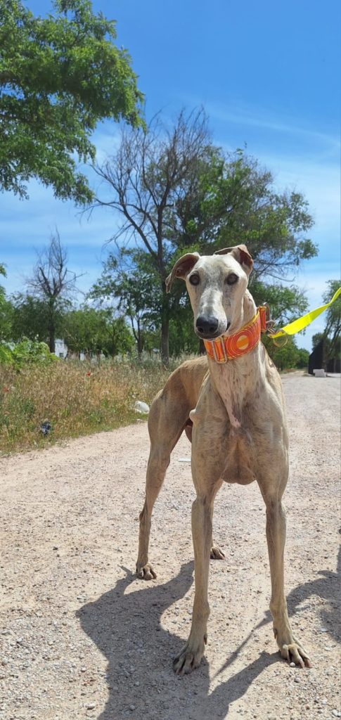 Photo de PAVAROTTI, un lévrier en attente d adoption