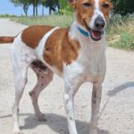 Photo de RELAMPAGO, un lévrier à adopté