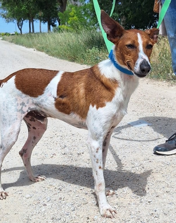 Photo de RELAMPAGO, un lévrier en attente d adoption