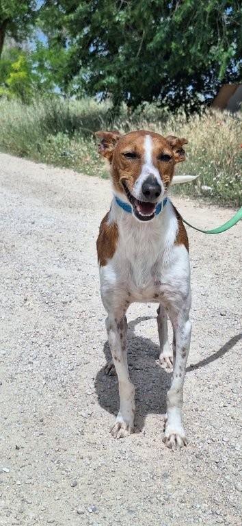 Photo de RELAMPAGO, un lévrier en attente d adoption