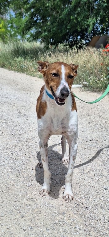Photo de RELAMPAGO, un lévrier en attente d adoption