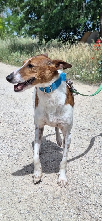Photo de RELAMPAGO, un lévrier en attente d adoption