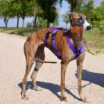 Photo de SUZI, un lévrier à adopté
