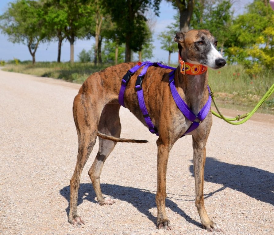 Photo de SUZI, un lévrier en attente d adoption
